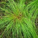 Carex remota 葉