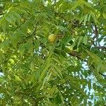 Juglans californica Blad