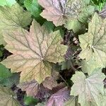 Heuchera americana 葉