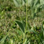Allium victorialis Habit