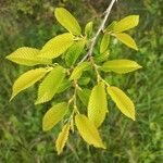 Ulmus americana Leaf