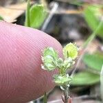 Alyssum granatense Fruct