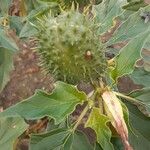 Datura stramoniumПлод