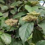 Viburnum rigidum Vekstform