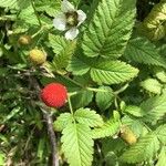 Rubus rosifolius 果実