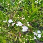 Myrtus communisFlower