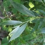 Salix alba Folio