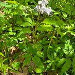 Hydrophyllum virginianum Flor
