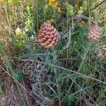 Rhaponticum coniferum Blüte