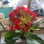 Kalanchoe blossfeldianaFlower