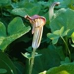 Arisarum vulgare 花