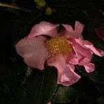 Camellia sasanquaFlors