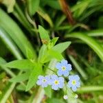 Myosotis scorpioidesBloem