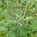 Ambrosia artemisiifolia പുഷ്പം