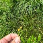 Carex lepidocarpa ফুল