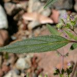 Trichostema simulatum Hoja