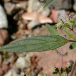 Trichostema simulatum