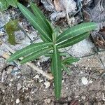 Euphorbia lathyrisBlad