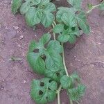 Cucumis anguria Leaf