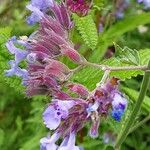 Nepeta grandiflora Flor