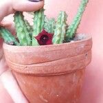 Huernia schneideriana Lorea