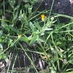 Calendula arvensisFlower