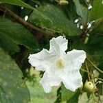 Dolichandrone spathacea 花
