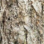 Ulmus davidiana Bark