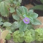 Stemodia verticillata Fleur