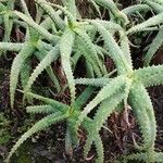 Aloe humilis Hoja