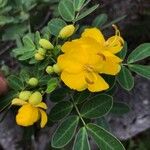 Senna pendula Blad