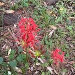 Lycoris radiata Flor