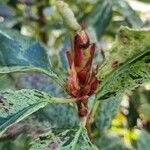 Photinia serratifolia Blodyn