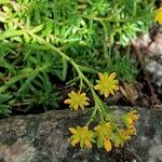 Saxifraga aizoidesFlower