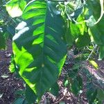 Coffea arabica Leaf