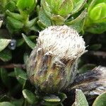 Baccharis alpina Flower