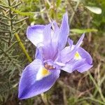 Moraea sisyrinchium Kukka