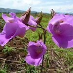 Eulophia cucullata Blomma