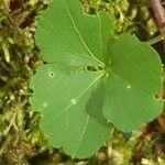 Cardamine trifolia Blad