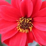 Dahlia coccinea Květ