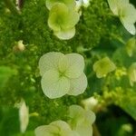 Hydrangea quercifolia Flower