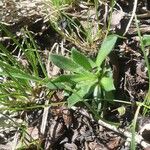 Androsace obtusifolia Likasa