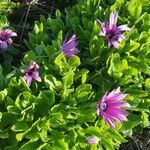 Osteospermum ecklonis Folha