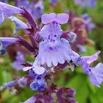 Nepeta grandiflora Flor