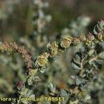 Atriplex glauca Arall