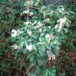 Marsdenia floribunda 花
