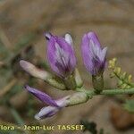 Astragalus baionensis Blüte