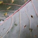 Populus deltoides Blad