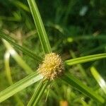 Cyperus aromaticus Floro