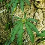 Anthurium polystictum Leaf